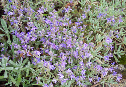Veronica orientalis ssp orientalis